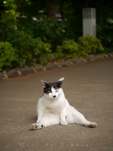 道の真ん中で2015.06.02上野.JPG