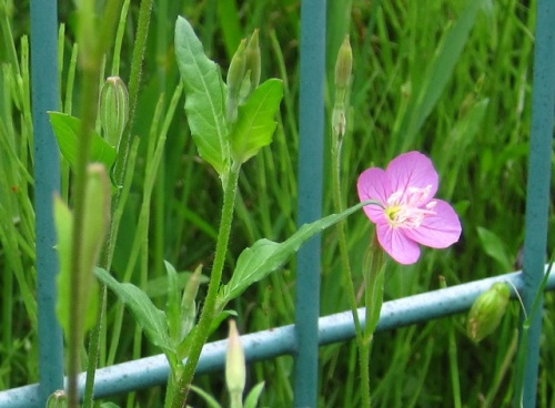 道端でピンク色の花が目立つアカバナユウゲショウの花 明治時代に鑑賞用として移入されたものが野生化した帰化植物です しろうと自然科学者の自然観察日記 楽天ブログ