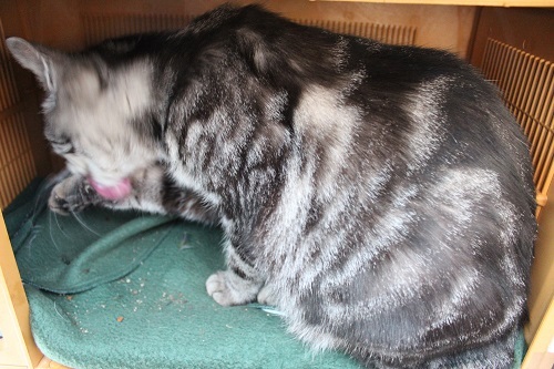 目白を食う (19).JPG