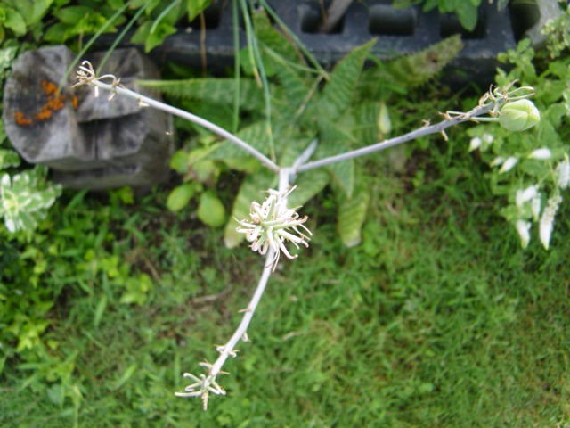 DSC09144.JPG