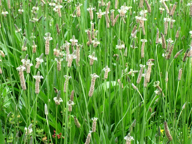ヘラオオバコ2012.5.29-2.JPG