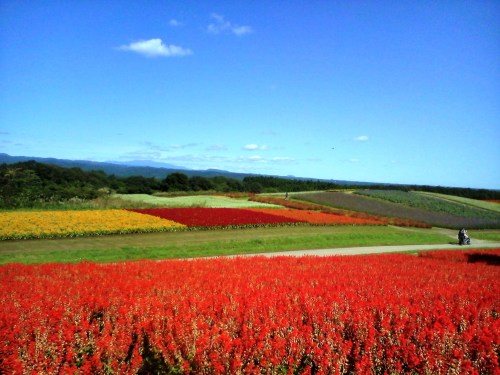 ヤクライガーデン2016年 (7).JPG