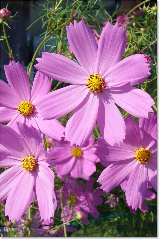 56道端のコスモスR