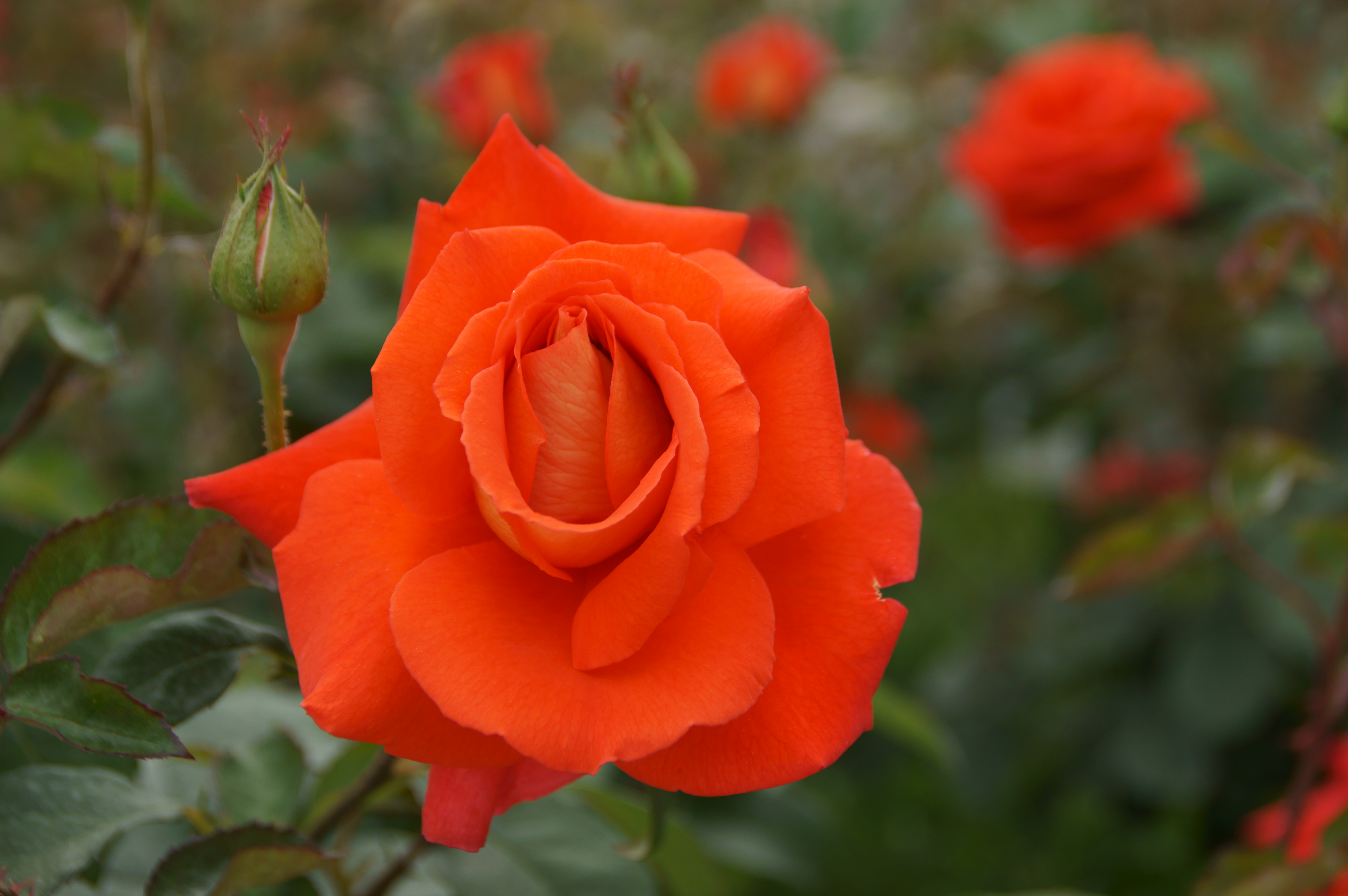 DSC00080.JPG