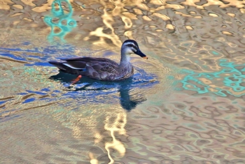 P95A3260 (640x427).jpg