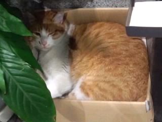 木陰の特等席の猫