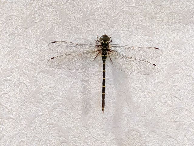 230817oniyamma.jpg