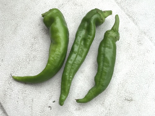 万願寺とうがらし　初収穫