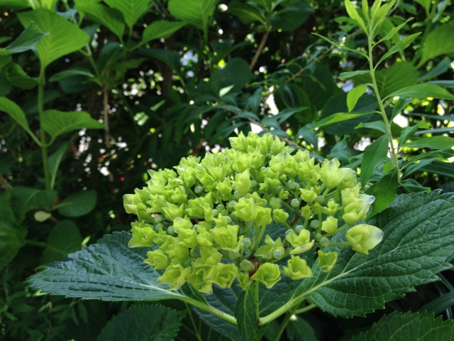 IMG_9283 (640x480).jpg