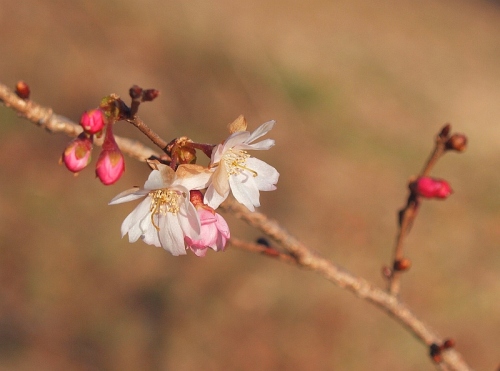 1.30榴岡の桜6.jpg