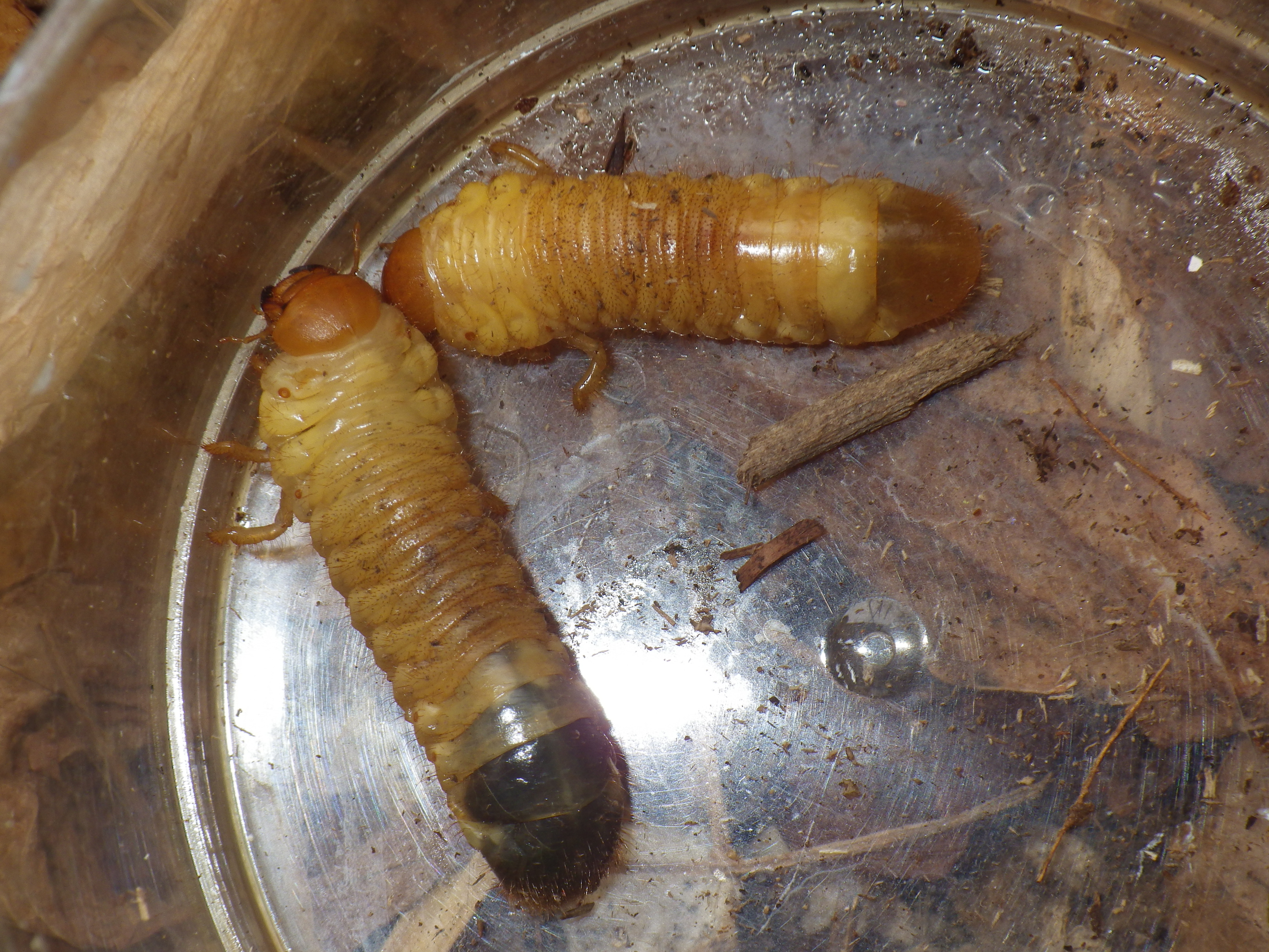 アオドウガネの幼虫