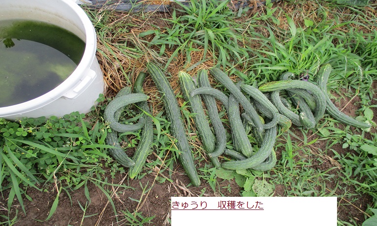 きうり.JPG