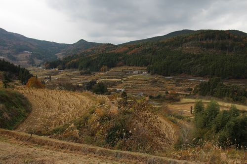 112713本山町吉延の棚田群500.jpg