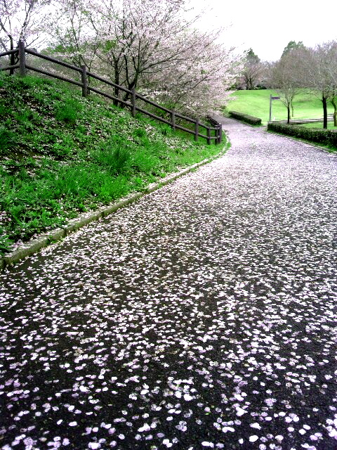 桜も終わりです20120415-1.jpg