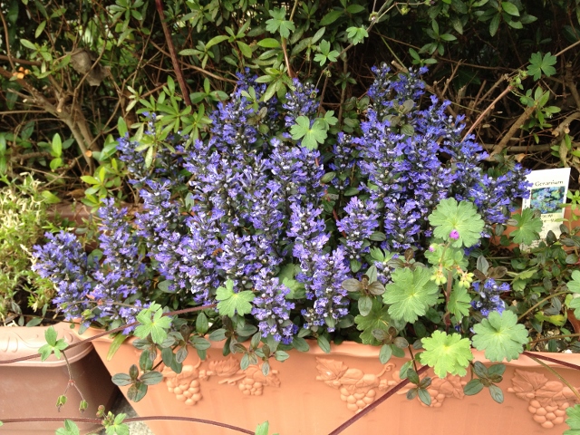 IMG_6957 (640x480).jpg