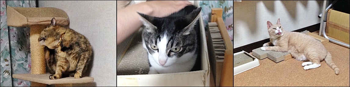 ３枚３猫cats.jpg