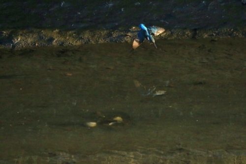 P95A3775 (640x427).jpg