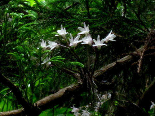 杉の木の枝で咲くセッコクの花 花言葉は 私を元気づける あなたを元気づける 豊かな笑顔 です 登山者の疲れを一気に癒してくれる美しい花です しろうと自然科学者の自然観察日記 楽天ブログ