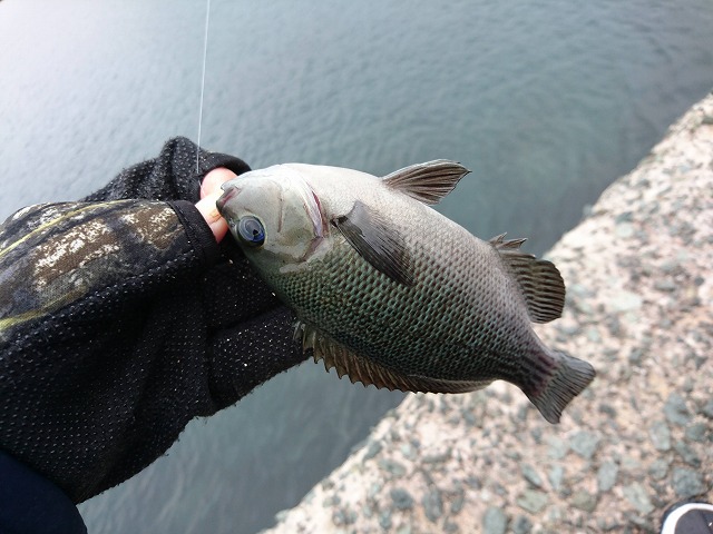 showPhoto (640×480)