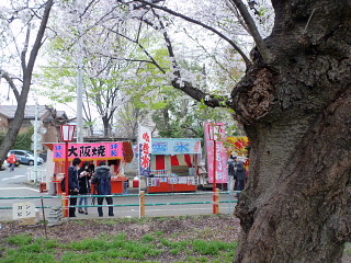 sakura2013 (4).jpg