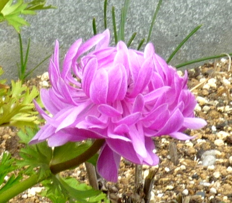P1030735A.jpg