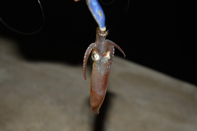 showPhoto (640×426)