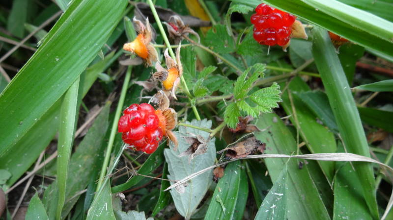 DSC00017.JPG
