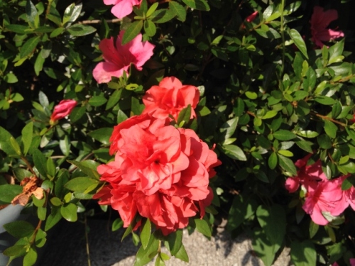 IMG_9307 (640x480).jpg