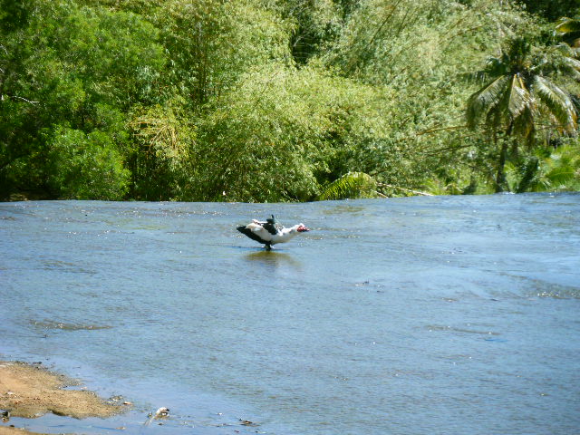 グアム旅行 タロフォフォの滝 (28).JPG