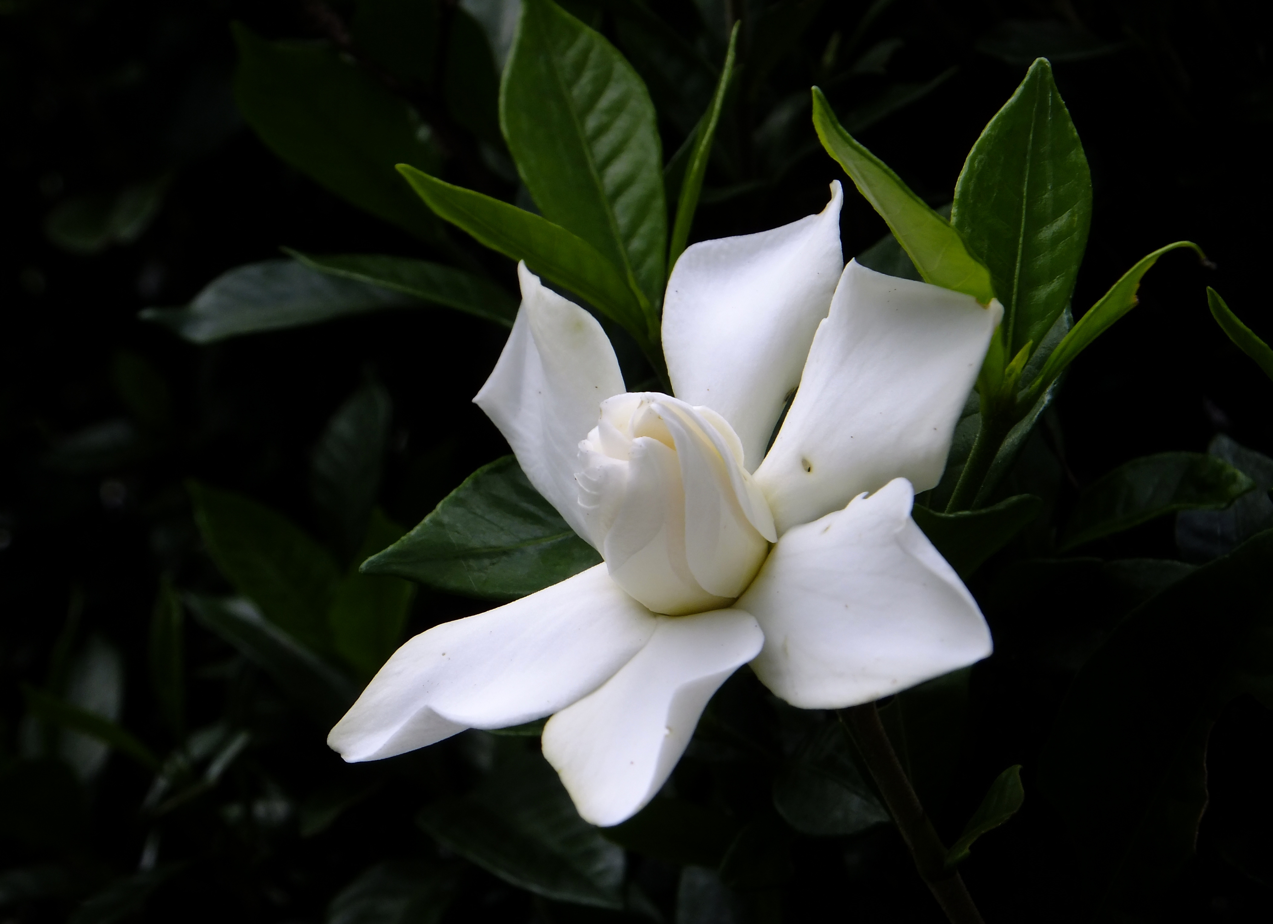 DSCF9254.JPG
