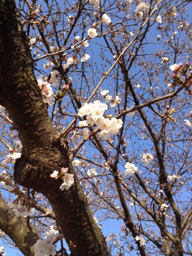 昨日から今日にかけて朝の通勤中に撮った桜。
