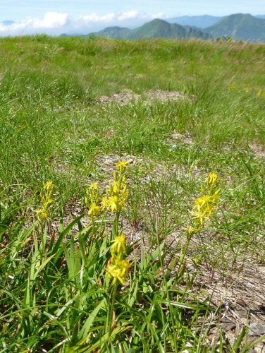 谷川馬蹄形縦走で見た花13.jpg