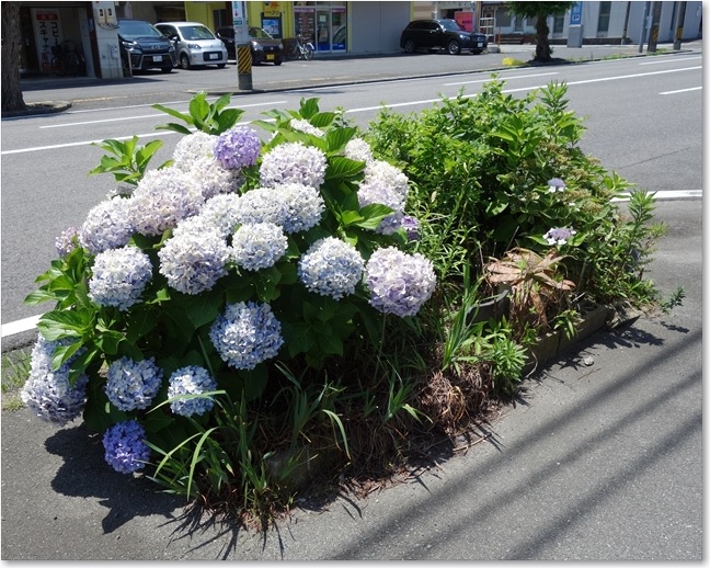 41道端のアジサイ