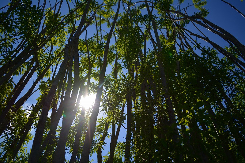 DSC_0570.jpg
