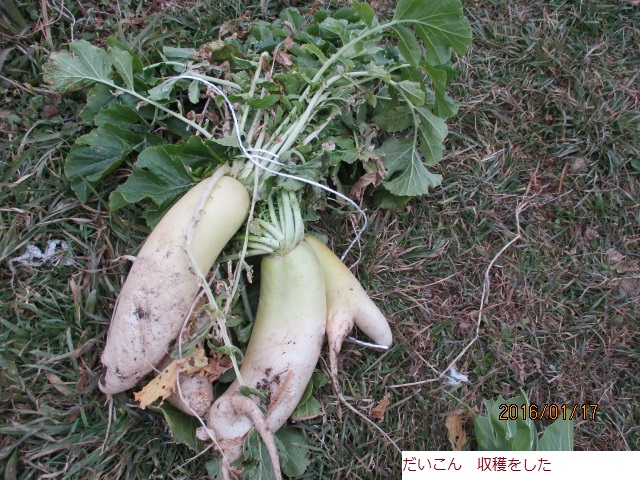 だいこん.JPG