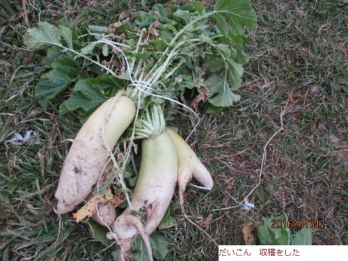 だいこん.JPG