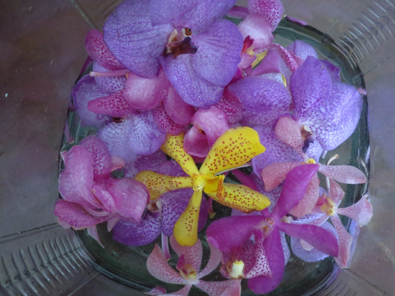 20140824蘭の花.jpg