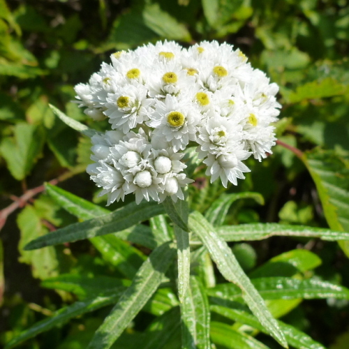 6会津磐梯山の花.jpg