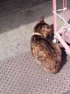 焦げ茶猫日向ぼっこ