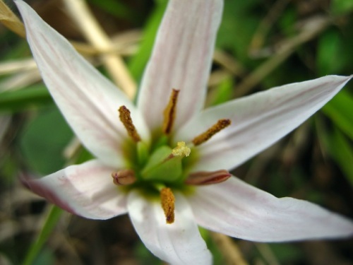 これまでに観察したユリ科の花の特徴とapg分類体系による分類の変化 自然観察の振返り 10 ユリ科の植物 第1回 しろうと自然科学者の自然観察日記 楽天ブログ