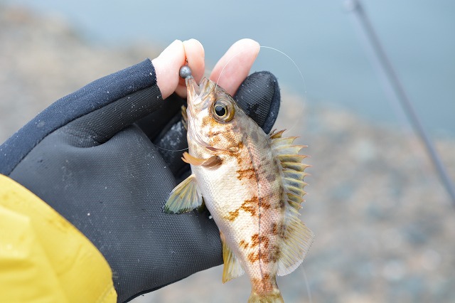 showPhoto (640×426)