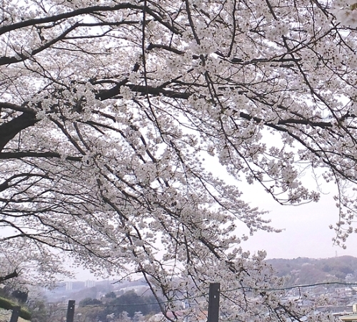 桜ヶ丘の桜図書館の場所.jpg