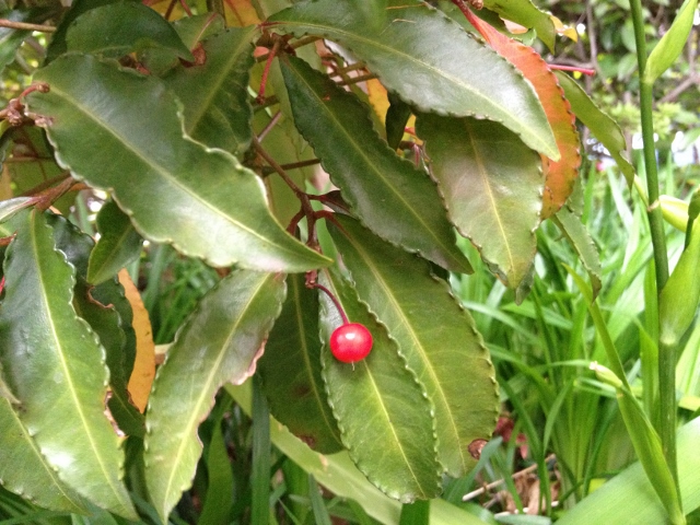 IMG_9176 (640x480).jpg