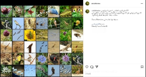 palestine bird and ecosystem.jpg
