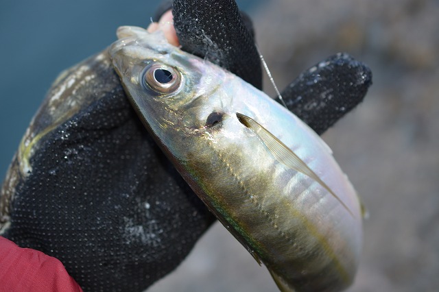 showPhoto (640×426)