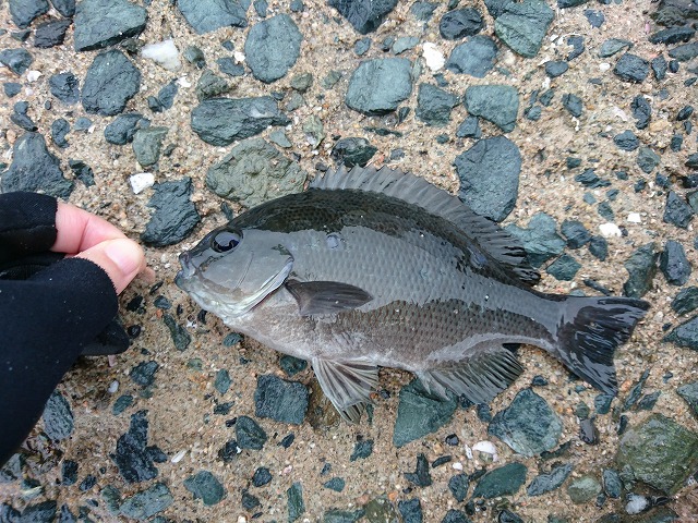 showPhoto (640×480)