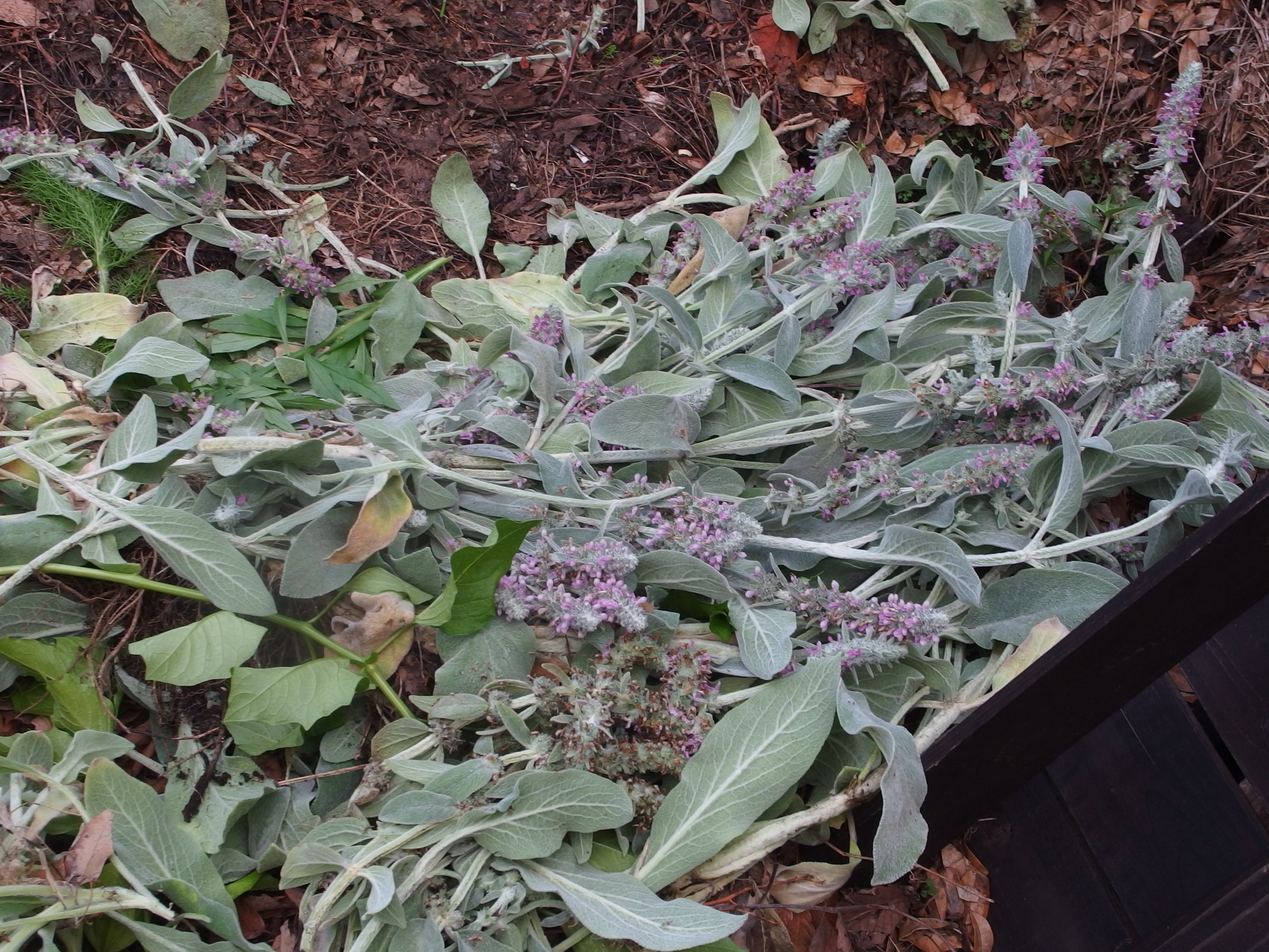 2015-06-24 17.09.49.jpg