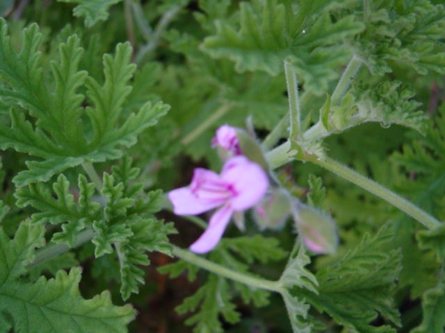 DSC09192.JPG