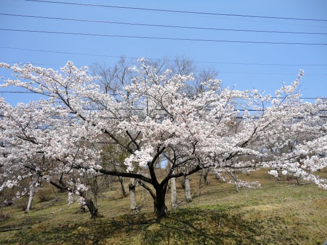 180402atagoyama1.jpg