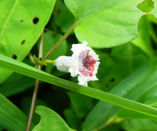 ヘクソカズラ (3).JPG